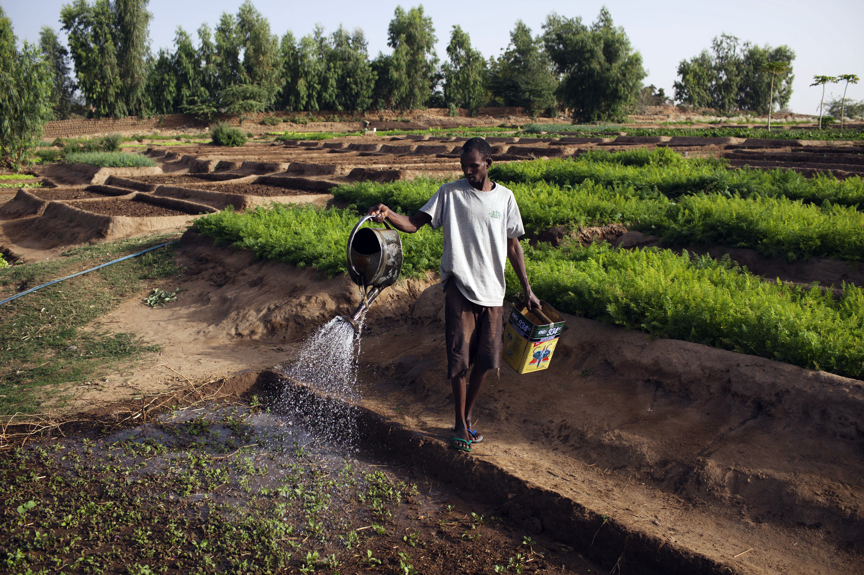 The Impact of Conflict and Instability on Agriculture in Mali and