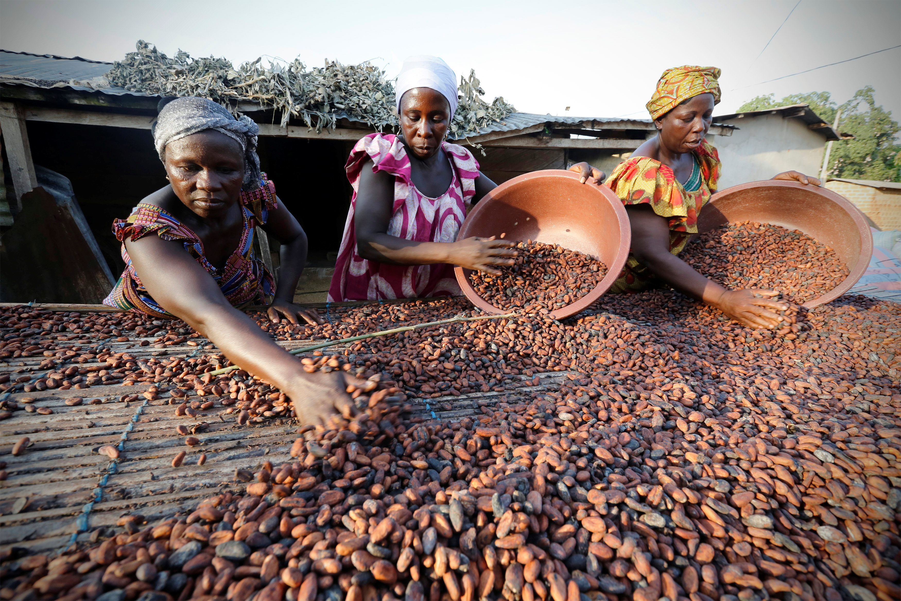 Africa in the news: Côte d'Ivoire and Ghana set cocoa prices, emerging  powers seek to expand influence in Africa, and health officials pledge to  end cholera
