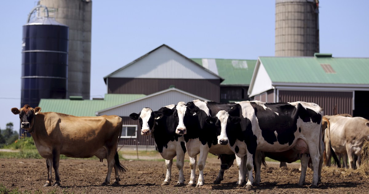 A Trumped-up charge against Canadian dairy tariffs