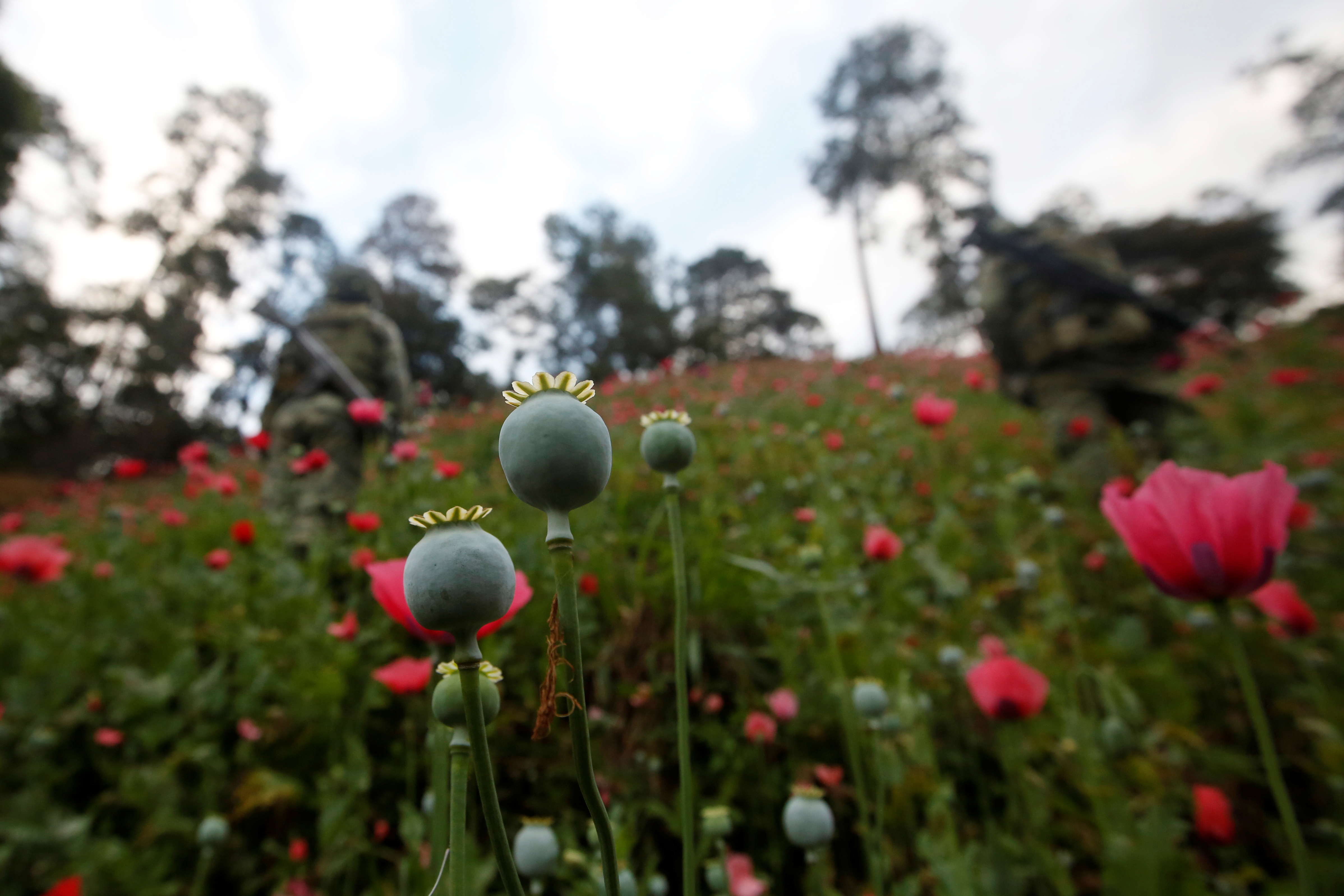 heroin opium poppies