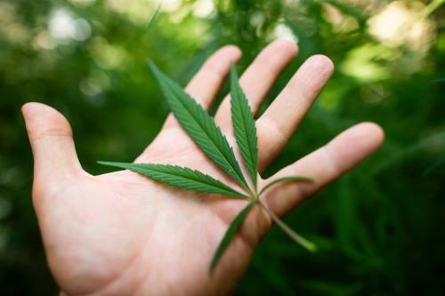 Vilnius/Lithuania 2018 August 17, Cannabis plants background