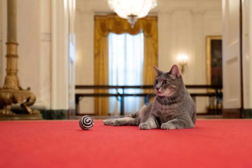 Willow, U.S. President Joe Biden and first lady Jill Biden’s new pet cat, is seen in a White House handout photo as she sits in the Cross Hall of the White House in Washington, U.S., January 27, 2022. Picture taken January 27, 2022.