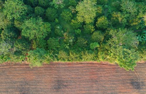 Deforestation. Edge of rainforest destroyed for palm oil plantations in Southeast Asia